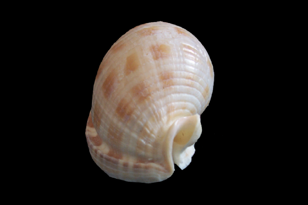 State Shell | NC Shell Club
